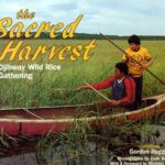 The cover of The Sacred Harvest has two men harvesting wild rice from a canoe