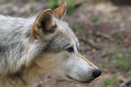 A gray wolf looking forward