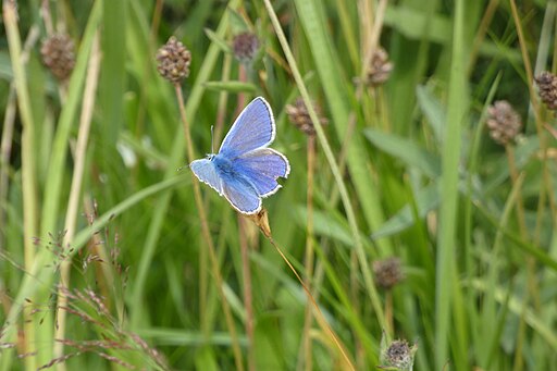 A blue butterfly flies between green grasses
