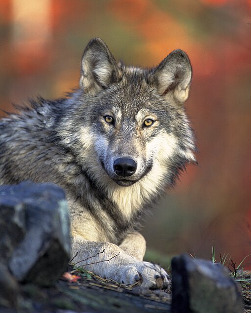 A gray wolf looks at the camera