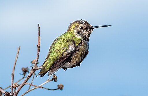 A green hummingbird sits on a branch