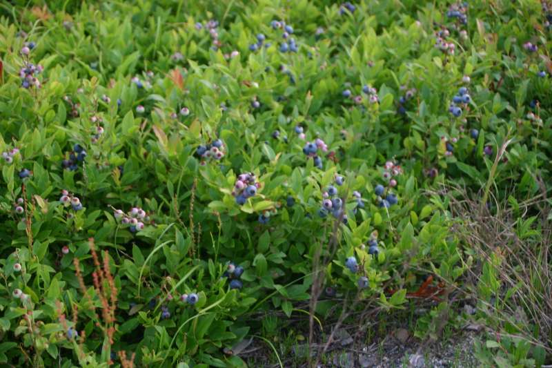 A blueberry thicket with many ripe blueberries
