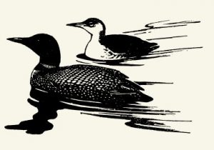 picture of a loon